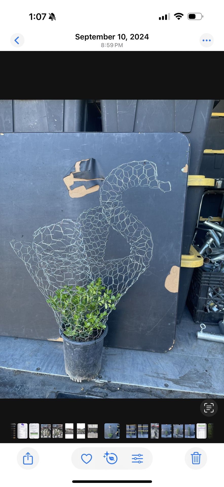 Swan Topiaries With Plants