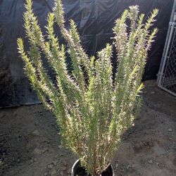 🪴❤️Rosemary Plant (Rosemaria)