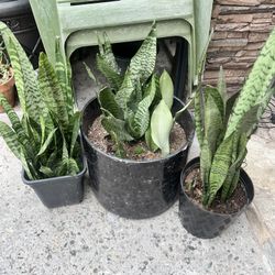 Snake Plant 