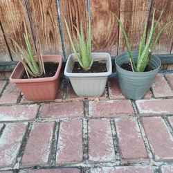 Aloe Vera Plants  (Set of 3)