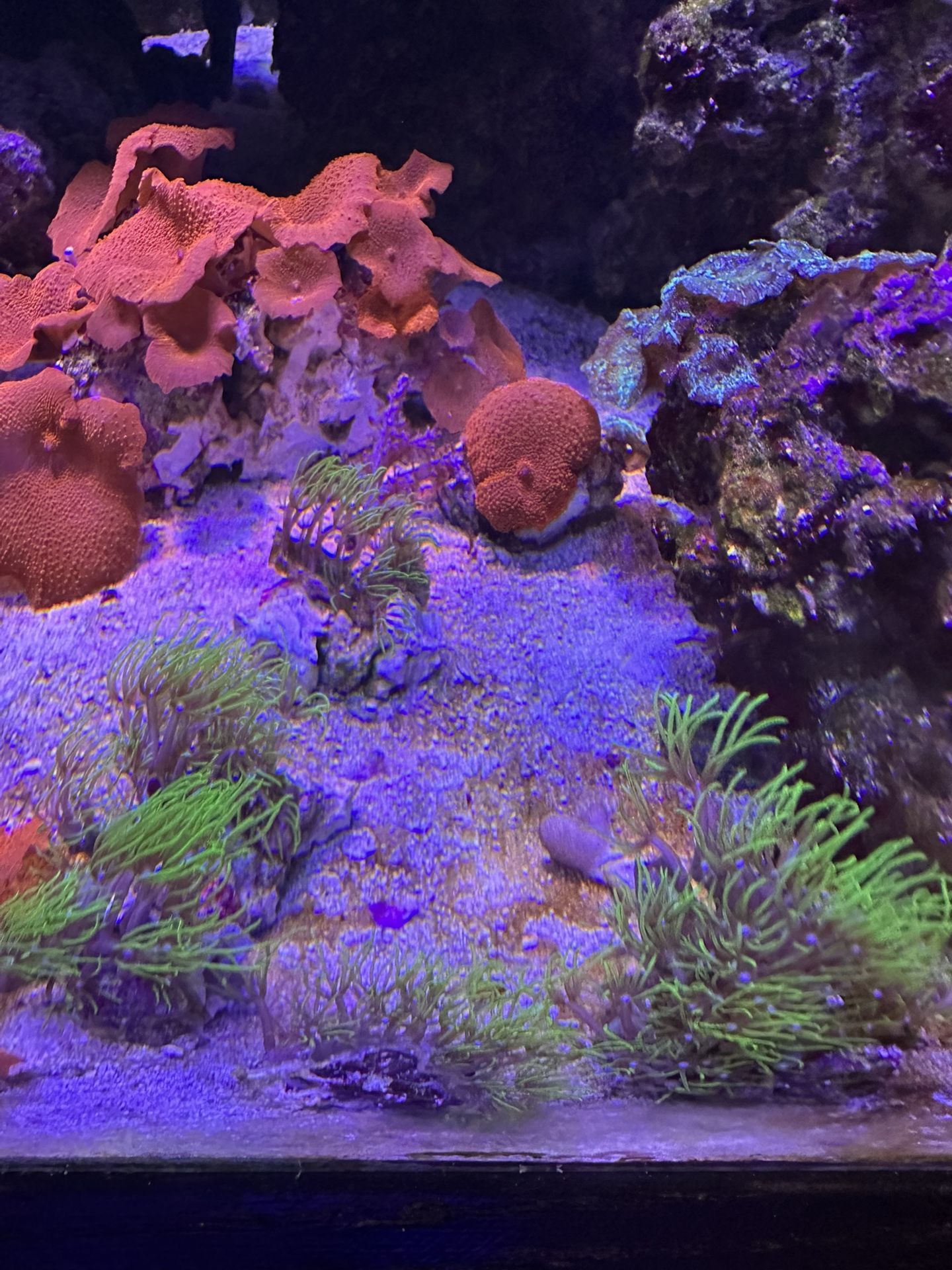 Fish Tank