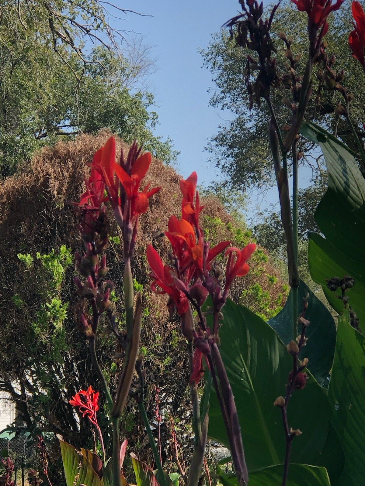 King cannas with red hue and green leaves bulbs for $1 each