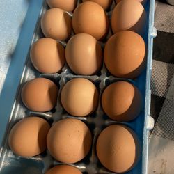 Fertile Hatching Chicken Eggs Available 