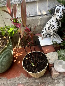 Potted Plant