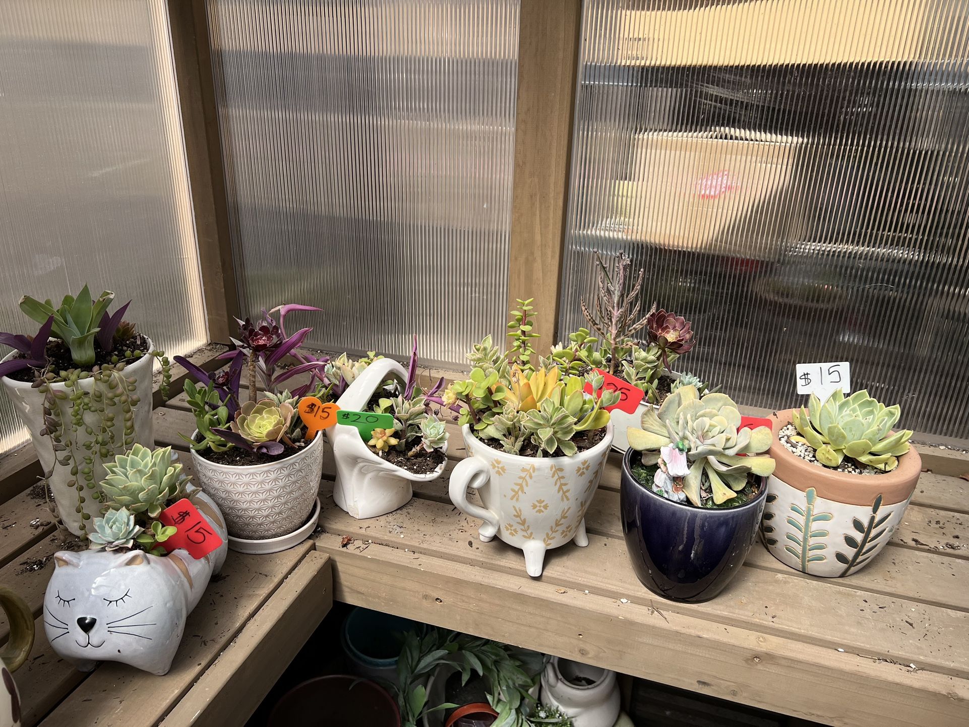 Many Beautifully Potted Succulent Planters