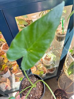 Alocasia Elephant Ears