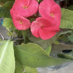 I have 3 very large bright pink Crown of Thorns plants for $120 each. Firm price.