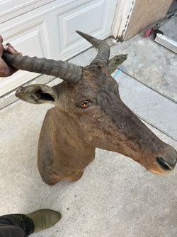 Taxidermy African