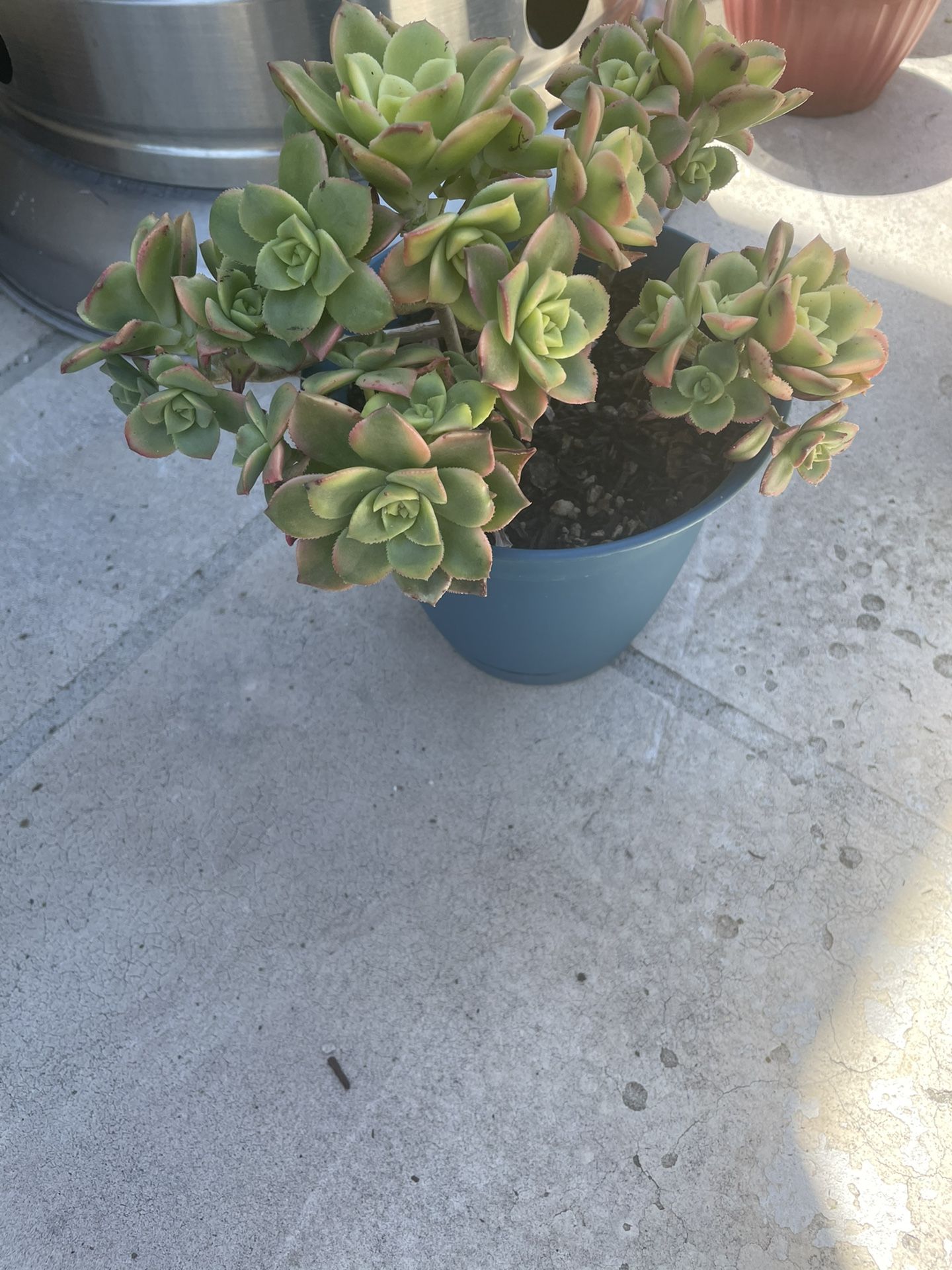 Succulents