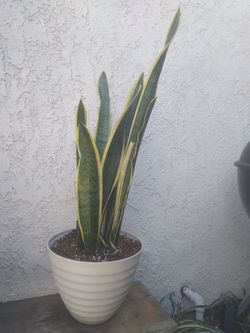 Snake Plant (mother-in-law plant)