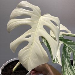 Variegated Monstera With Pot (Albo)