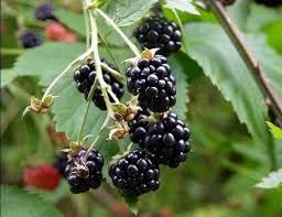Fresh Wild Little Blackberries