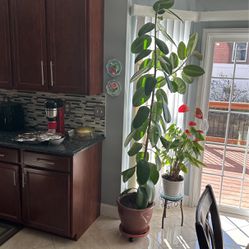 Natural Ficus Plant in Great condition!