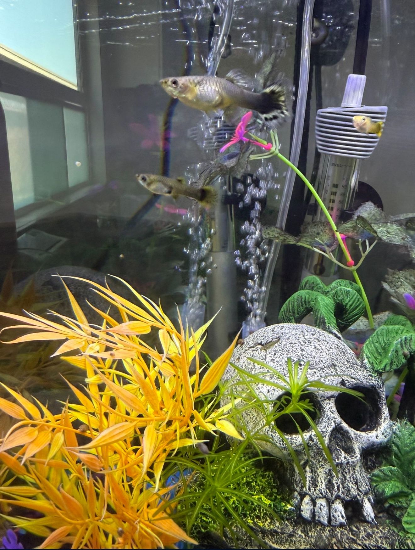 Guppy Grass