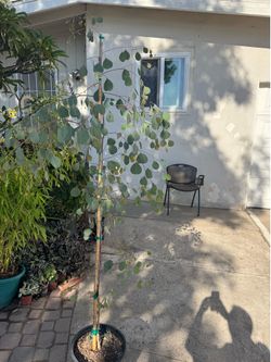 Eucalyptus silver dollar 6ft