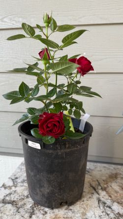 Rare roses:  Chinese red