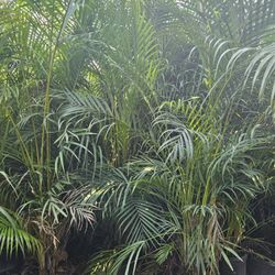 Arecas Over 7 Feet Tall Instant Privacy Hedge For Fence