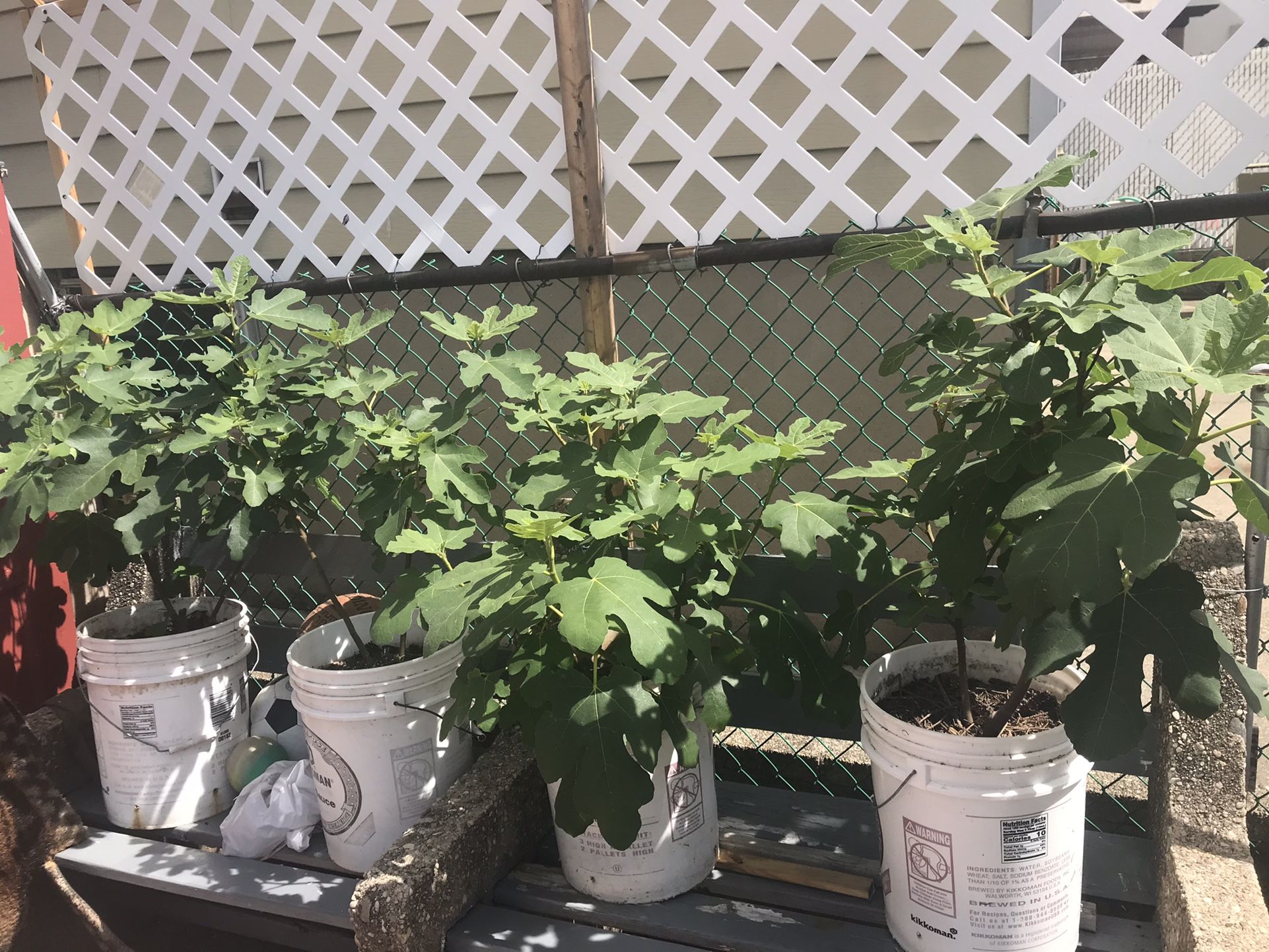 Fig Tree