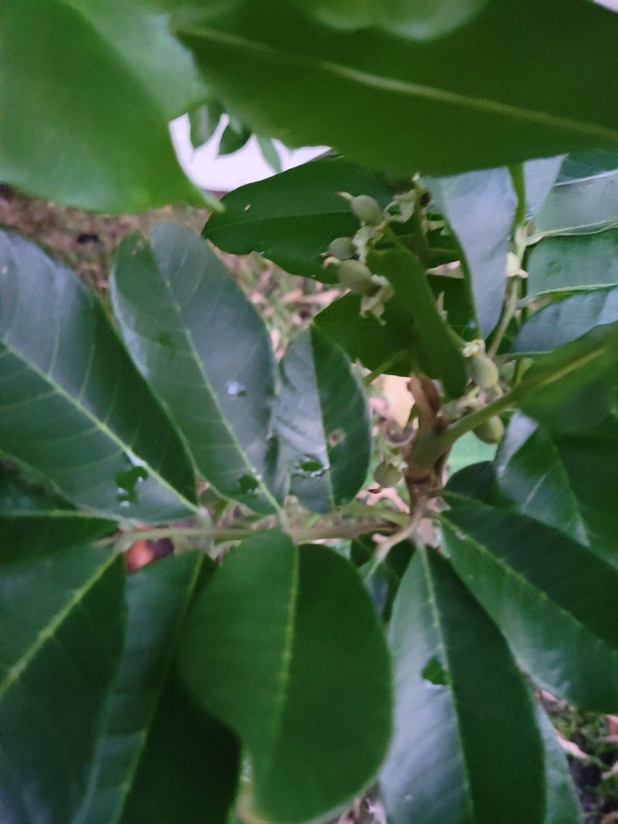 ackee Tree every Day 2ft potted Plant for Sale in Kissimmee, FL OfferUp