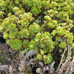 Succulent plants look like a