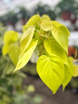 Philodendron Lemon Lime Plant