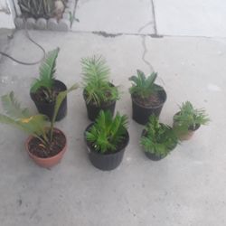 Seaga  Palm   Plants