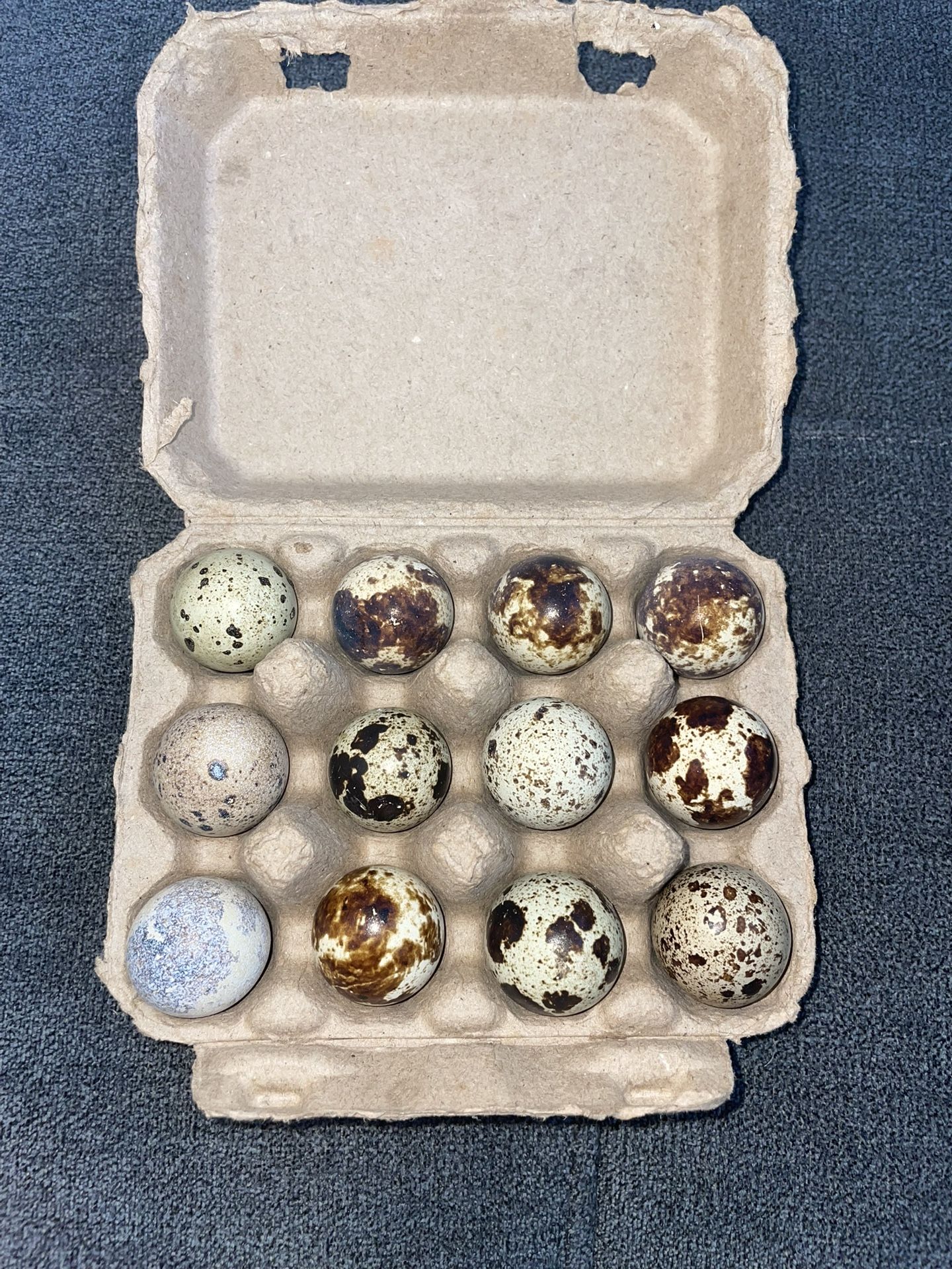 Dozen Fertile Jumbo Quail Eggs