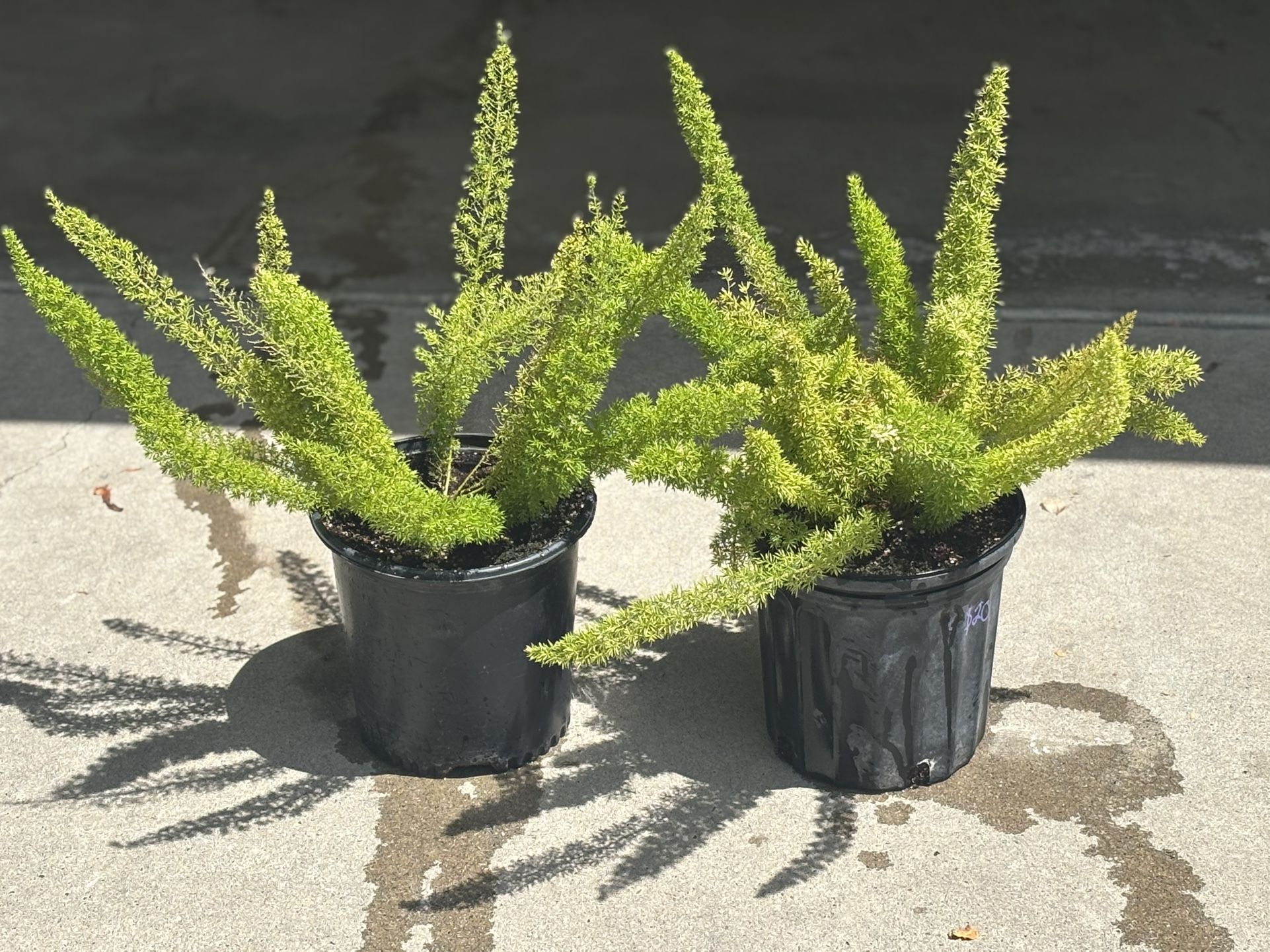 Asparagus Ferns Plant πͺ΄π¦