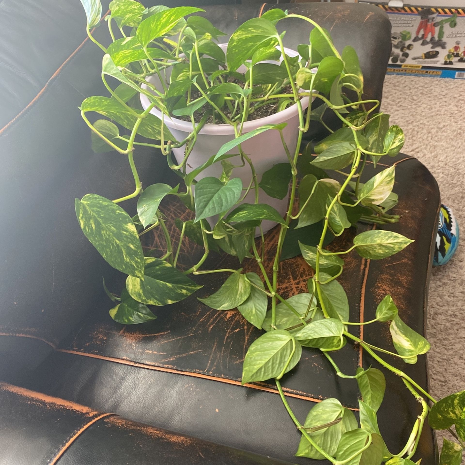 Pothos Plant In Large Pot