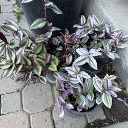 Beautiful Flower Plant 