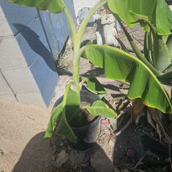 Banana  Plant 🌳 