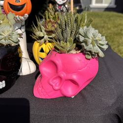 Pink Skull Succulent