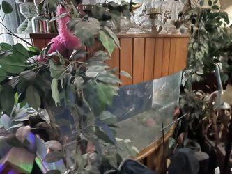 150 gallon bow front fish tank