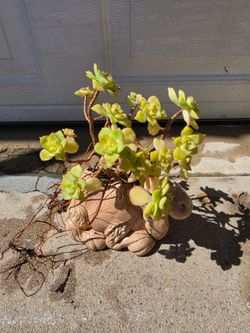 Beautiful small Planter With Plant