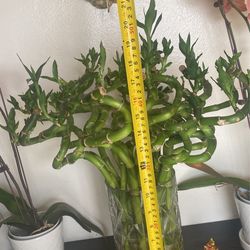 Lucky Bamboo In Glass Vase (15 Stalks)