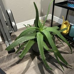 Large Aloe Vera Plant