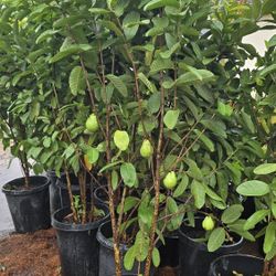 Arboles De Guayaba $65