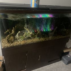55 Gallon Fish Tank