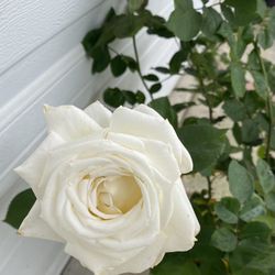 Rose Bush White Flowers Plant, In 5 Gallons Pot Pick Up Only