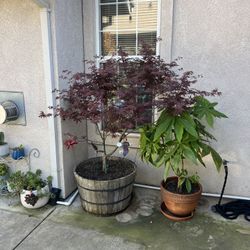 Trees