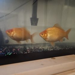 55 Gallon Fishtank With 2 Goldfish