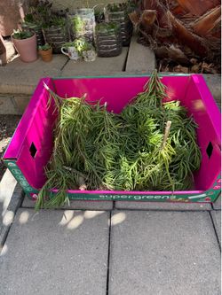 Free Box of Unkillable Succulents (Crassula Cuttings) - First Come First Served!