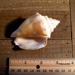 Florida Fighting Conch seashell shell beach ocean bathroom decor