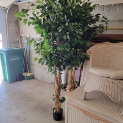 Faux Decorative Ficus Trees 