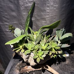 Assortment Of Succulents