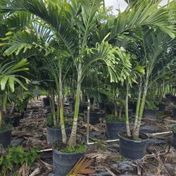 Christmas palms over 8 feet tall Instant privacy Hedge and decoration