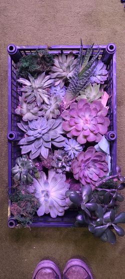 Succulents / plants