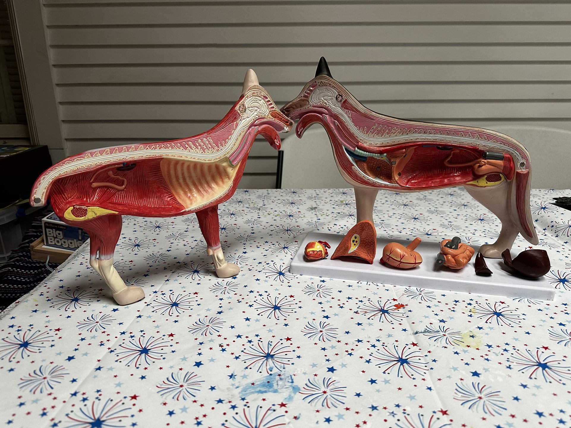 Dog Organ Model