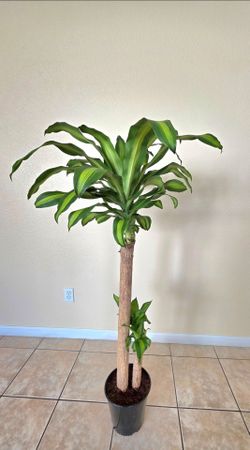 🌿 Dracaena Mass Cane /  Palo de Brasil 🪴