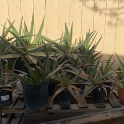 Aloe Vera Plants